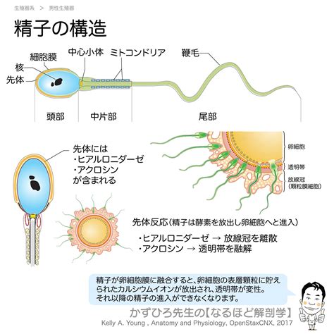 精子 匂い|精子は甘いのか・甘いと感じる理由と男性の体調｜フ 